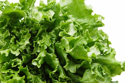 フリルレタス