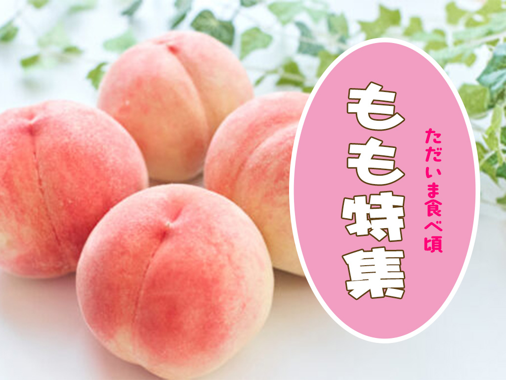もも特集 ただいま食べ頃