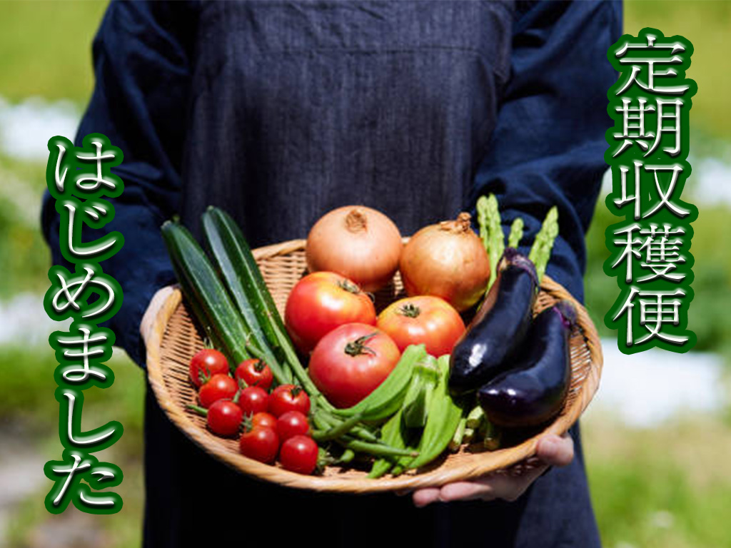 旬野菜をお届け はじめました